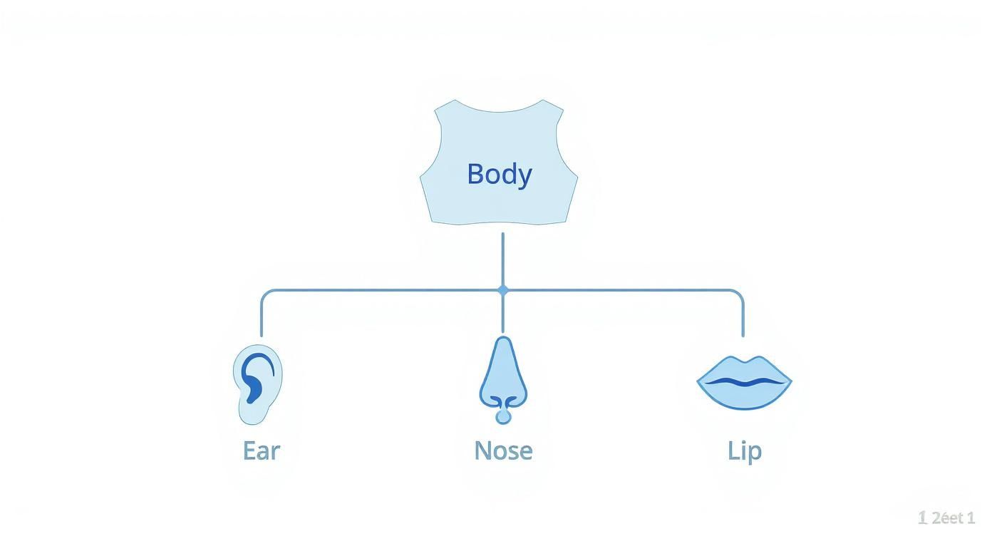 A simple diagram showing the human body connected to three parts: ear, nose, and lip.