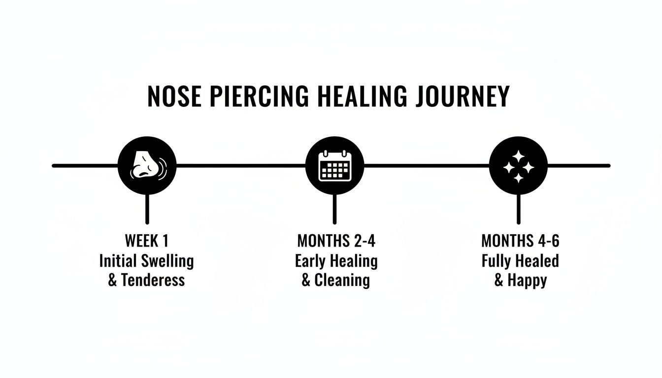 A timeline illustrating the nose piercing healing journey from initial swelling to being fully healed.