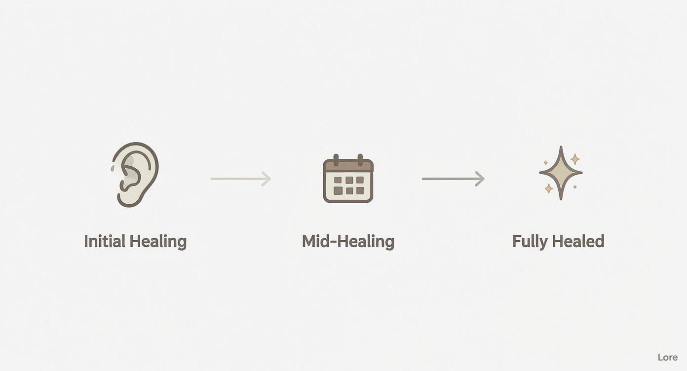 A visual timeline showing the stages of ear piercing healing: initial, mid, and fully healed.