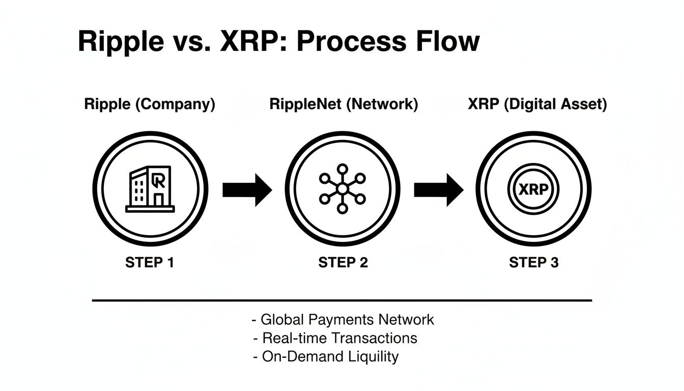 A flow diagram illustrating Ripple (company), RippleNet (network), and XRP (digital asset) with key network features.