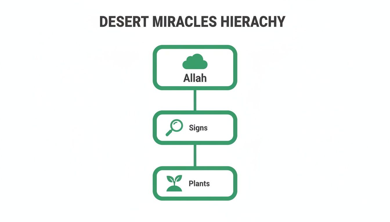 Hierarchy diagram illustrating desert miracles, flowing from Allah to signs and then to plants.
