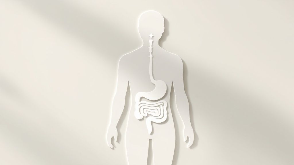 Improved Digestive Function and Regularity