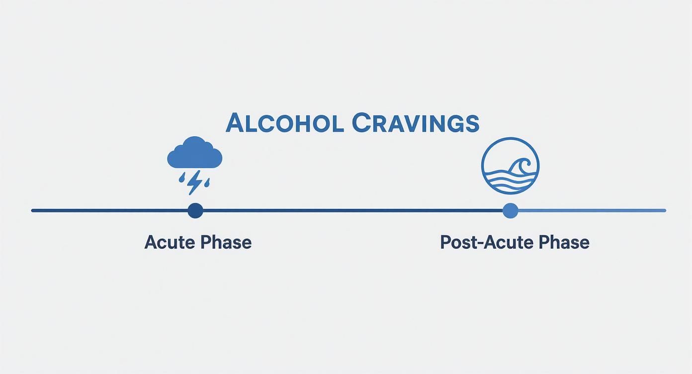 Infographic about how long do alcohol cravings last