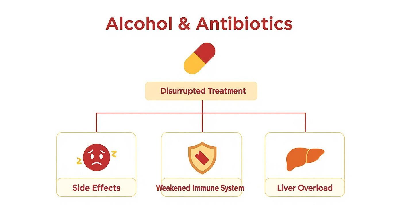 Infographic about drinking alcohol when on antibiotics