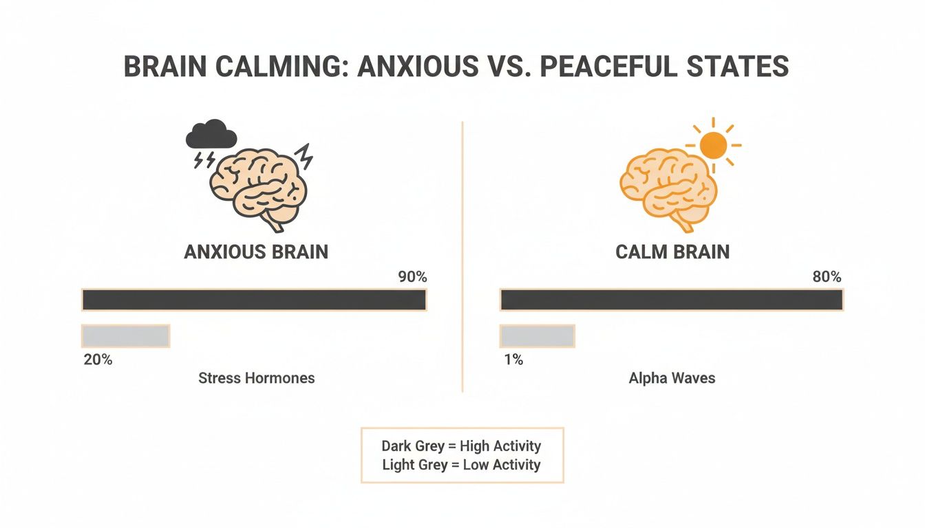 Infographic comparing anxious and calm brain states, showing high stress hormones in an anxious brain and high alpha waves in a calm brain.