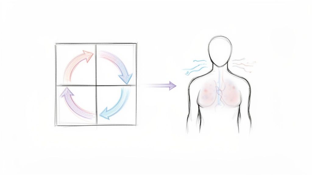 A diagram showing a four-part cyclical process connected to human breathing and internal regulation.