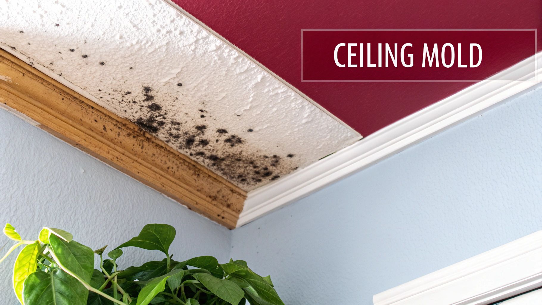 Close-Up Of Black Mold Growth On A White Textured Ceiling And Wooden Trim In A Room Corner.
