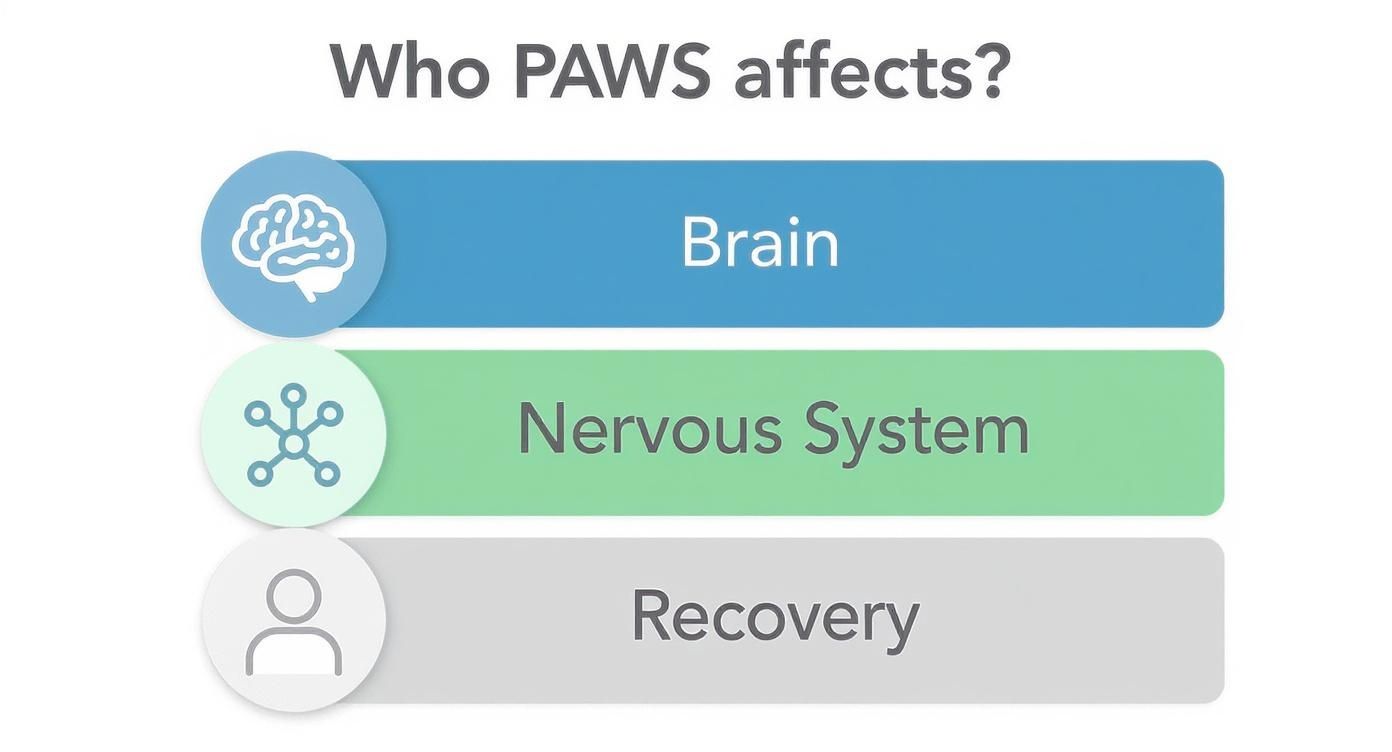 An infographic illustrating that Post-Acute Withdrawal Syndrome (PAWS) impacts the brain, nervous system, and recovery.