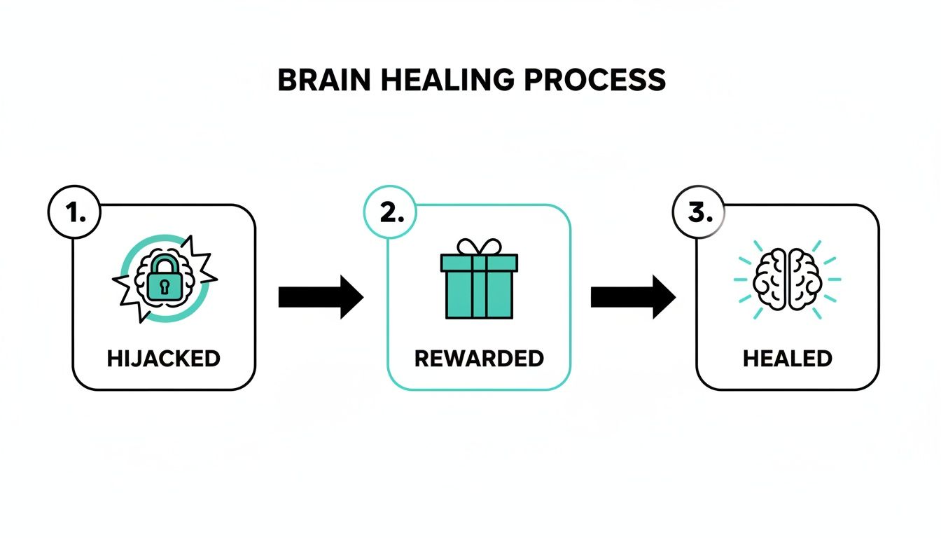Diagram illustrating the brain healing process in three steps: hijacked, rewarded, and healed.