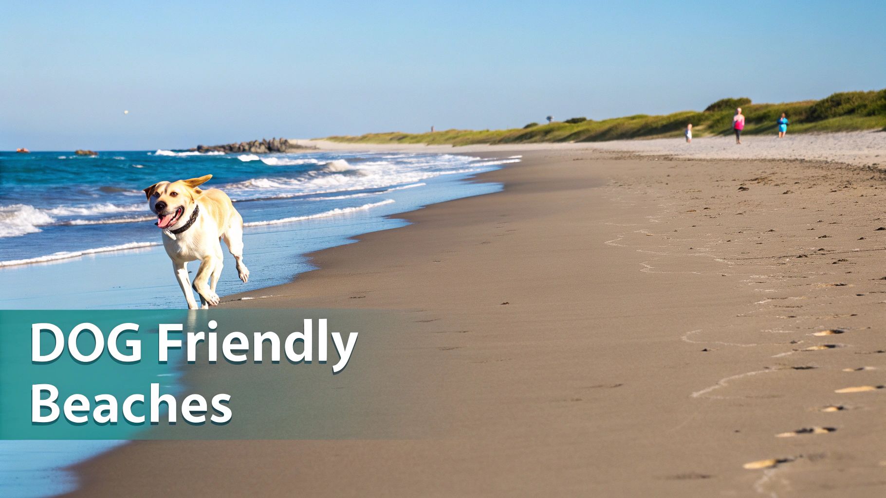 A happy golden retriever runs along a sunny, dog-friendly beach with ocean waves and people.