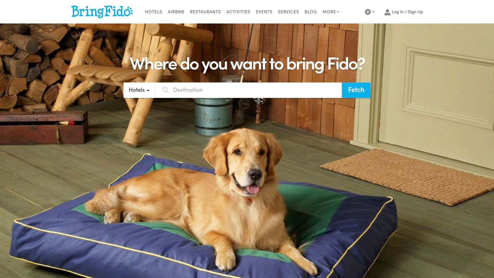 A happy golden retriever on a pet-friendly Florida beach, representing the type of vacation BringFido helps plan.