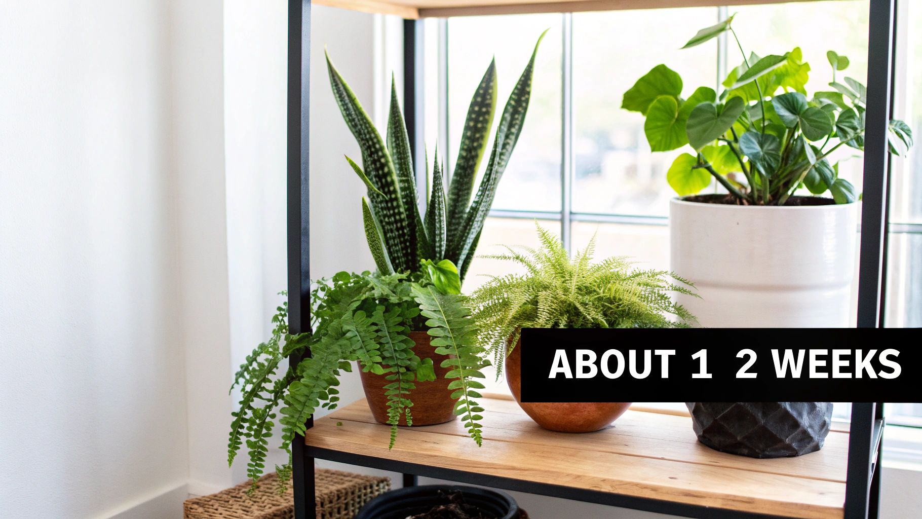 A variety of lush green potted houseplants displayed on a wooden shelf near a bright window.