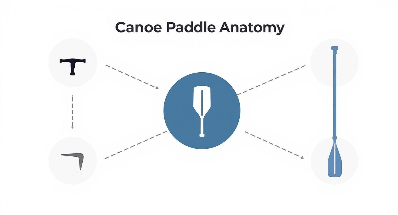 Infographic about paddles for canoe