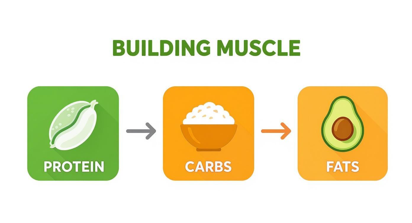 Infographic about vegetarian meal plan for muscle gain