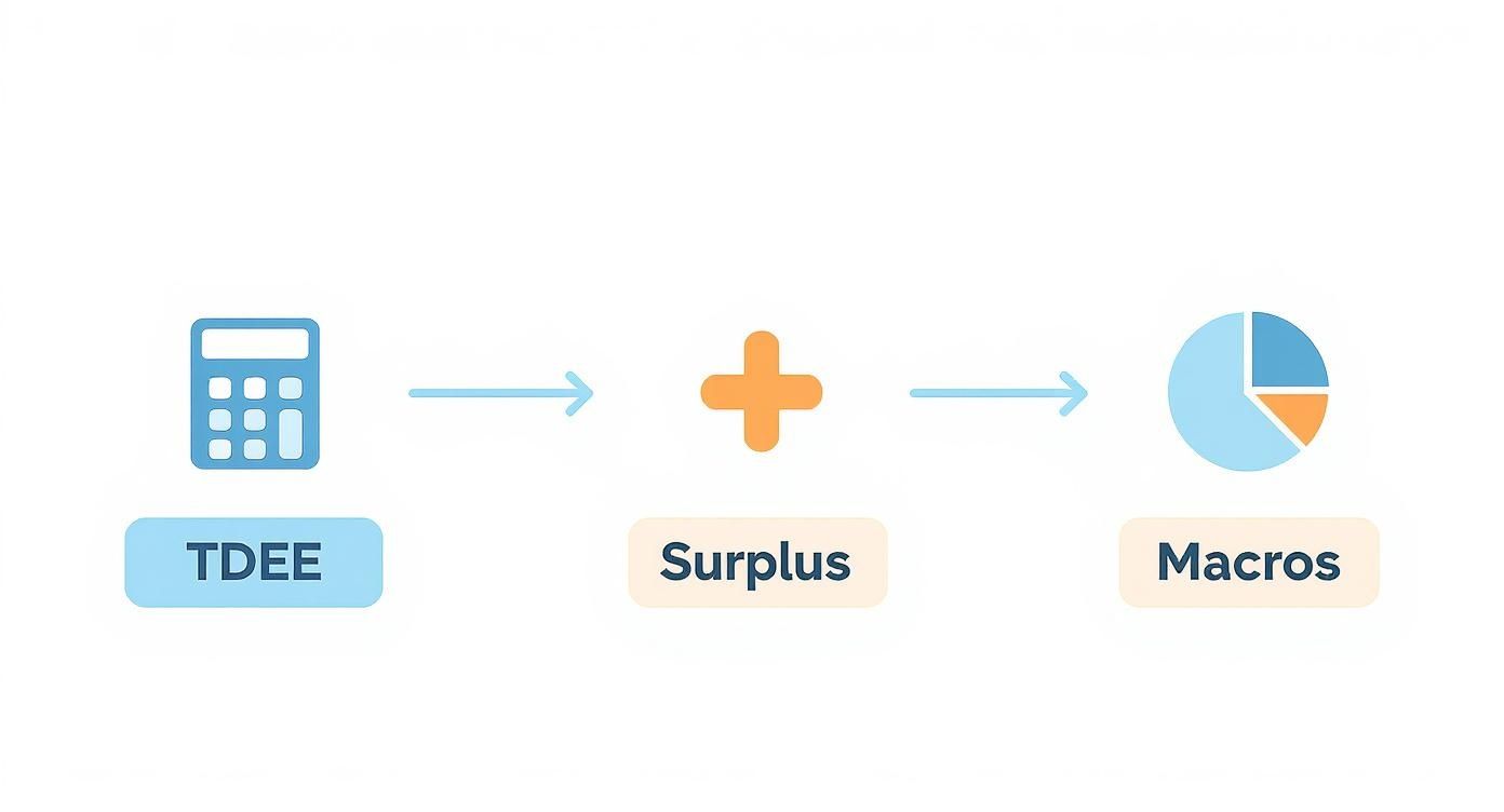 Infographic about bulking meal plan for skinny guys