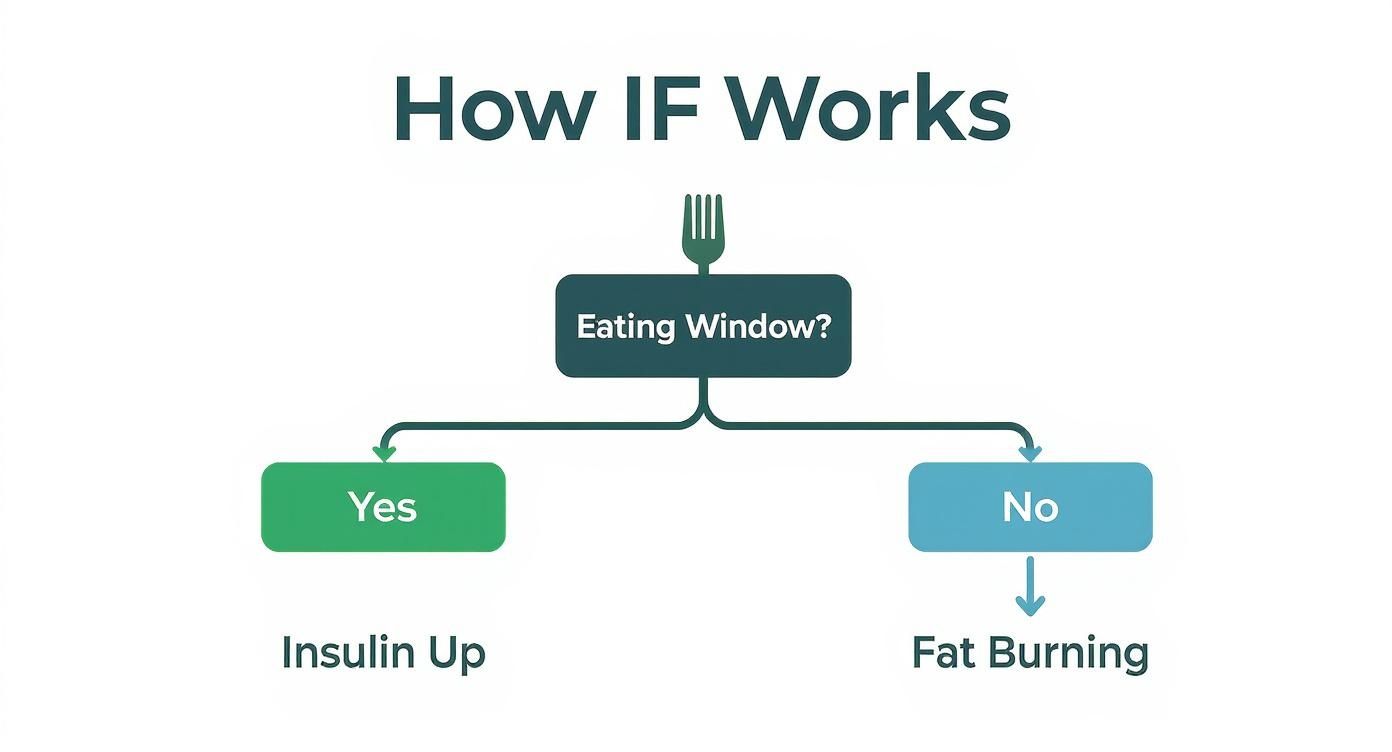 Infographic about intermittent fasting weight loss