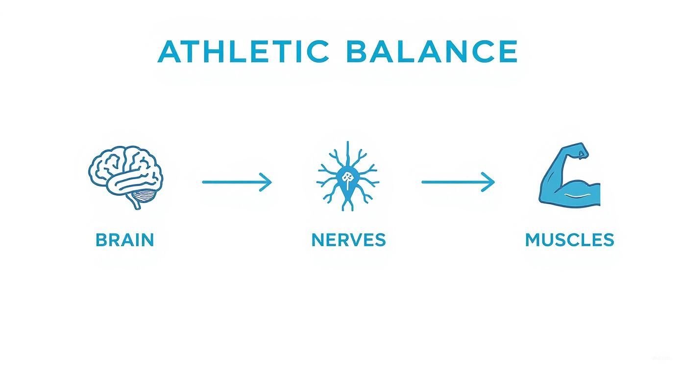 Diagram illustrating athletic balance as a process from brain to nerves to muscles.