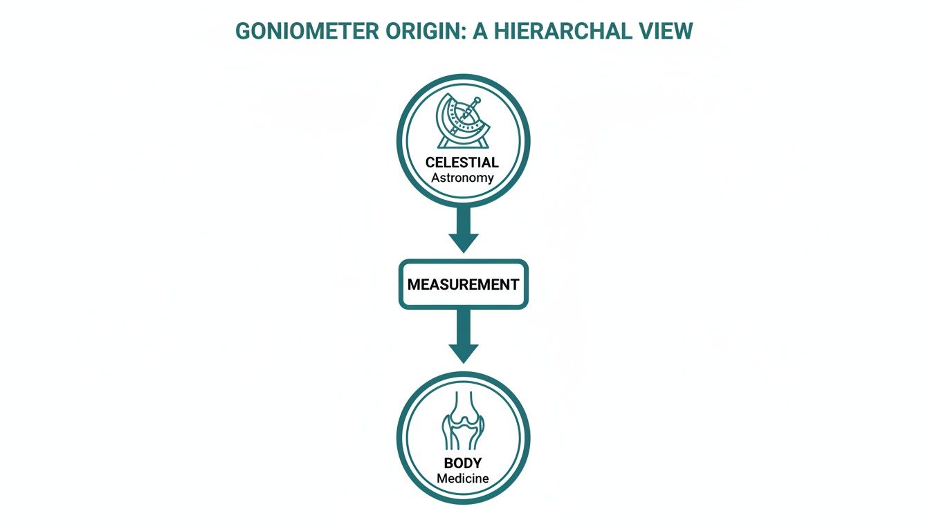 A hierarchical diagram illustrating the origin of the goniometer, from celestial astronomy, through measurement, to body medicine.