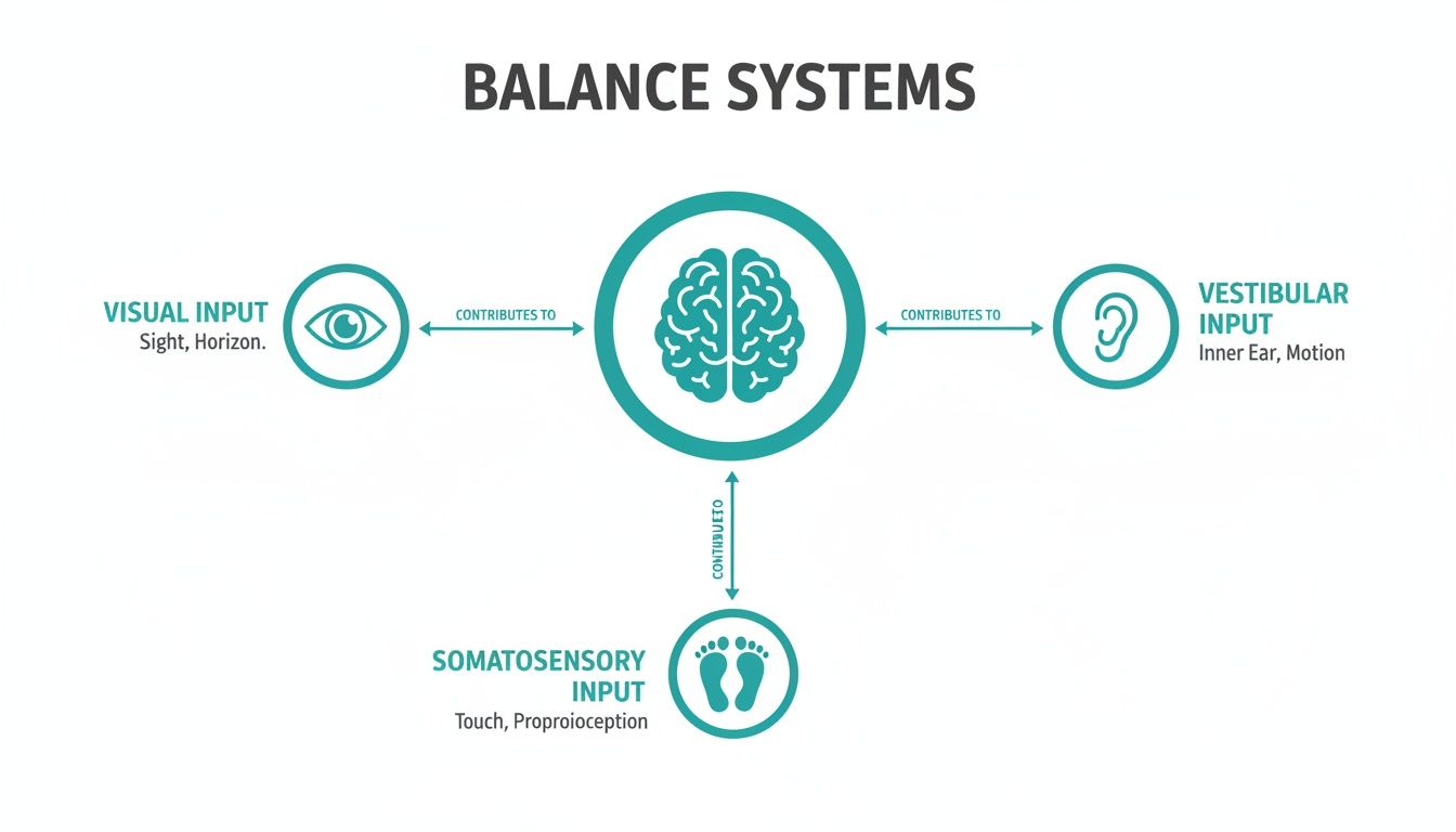 Diagram illustrating balance systems with visual, vestibular, and somatosensory inputs contributing to the brain.