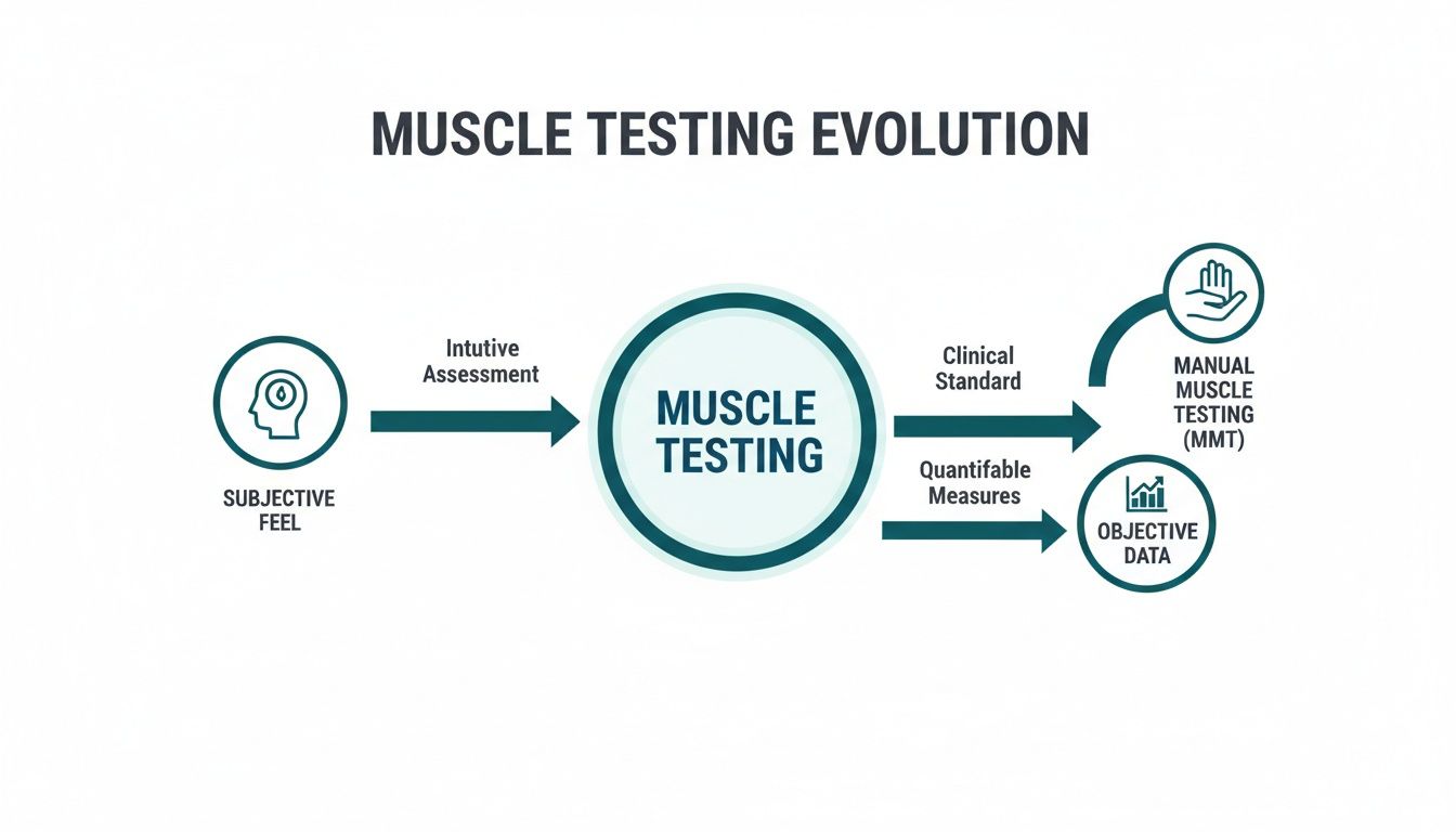 Flowchart illustrating the evolution of muscle testing from subjective feel to objective data and MMT.