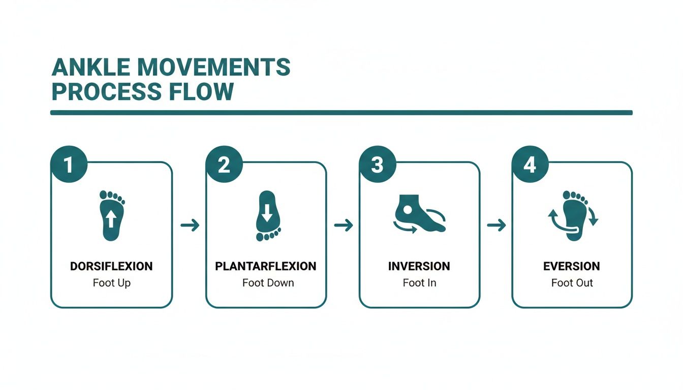 A process flow diagram illustrating four ankle movements: dorsiflexion, plantarflexion, inversion, and eversion.