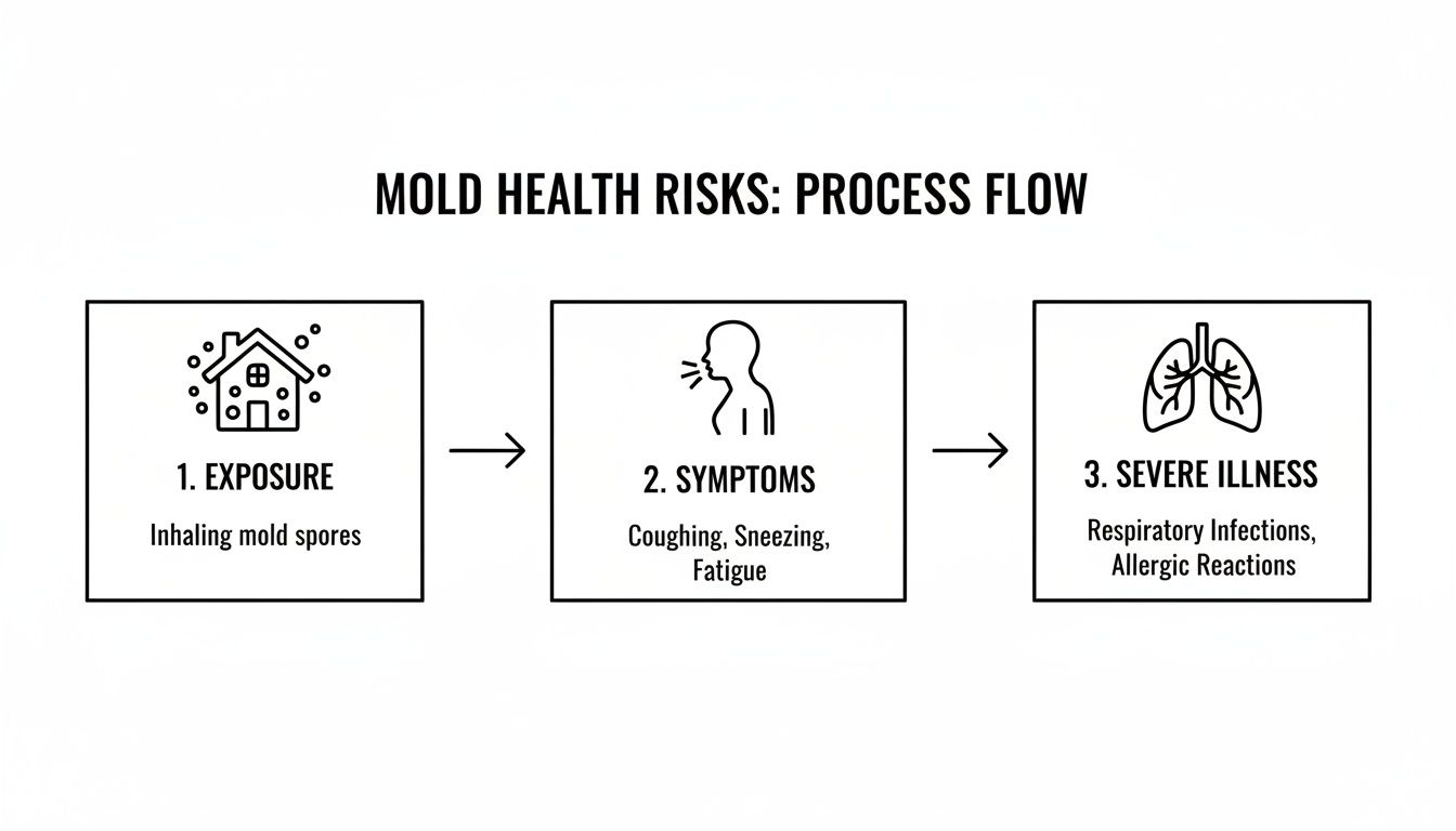 A process flow diagram illustrating mold health risks, from exposure to symptoms and severe illness.