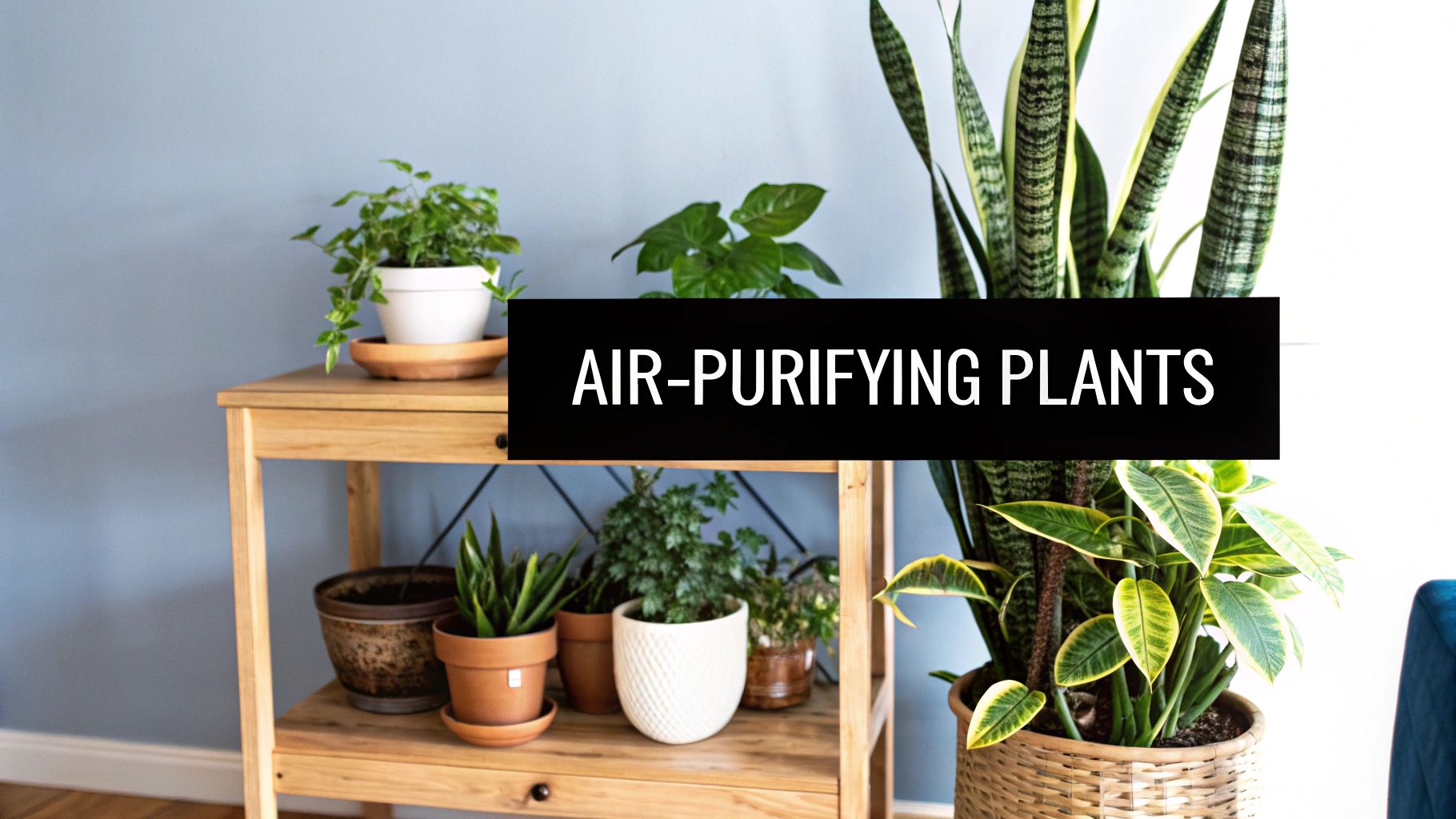 Indoor Air-Purifying Plants