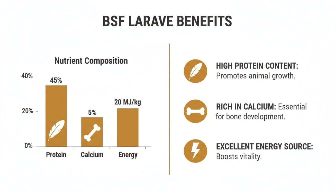 Infographic detailing BSF larvae benefits and nutrient composition, showing high protein, calcium, and energy levels.