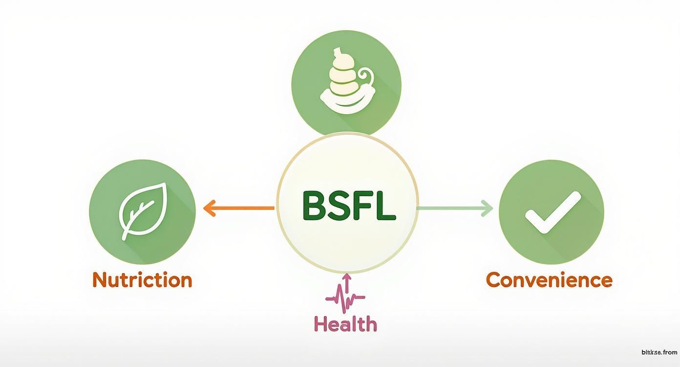 Diagram illustrates Black Soldier Fly Larvae (BSFL) benefits: nutrition, convenience, and health.
