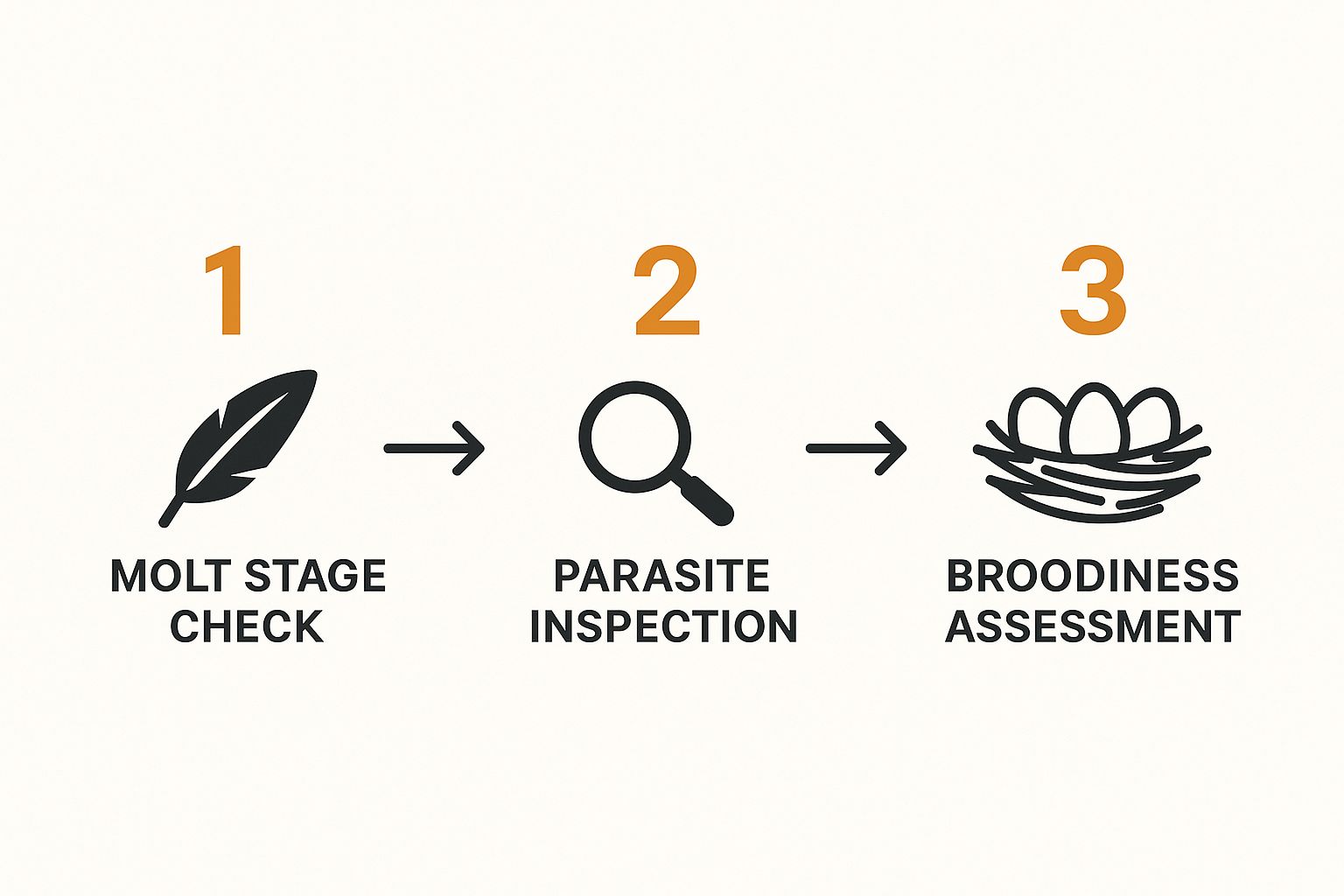 An infographic illustrating a three-step process to check hen health: Molt Stage Check, Parasite Inspection, and Broodiness Assessment.
