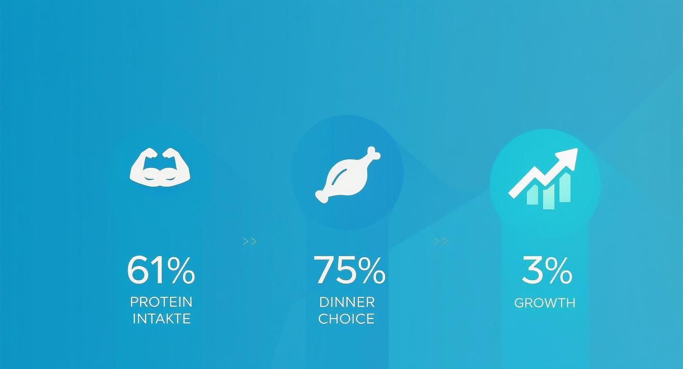 Infographic about best protein for chickens