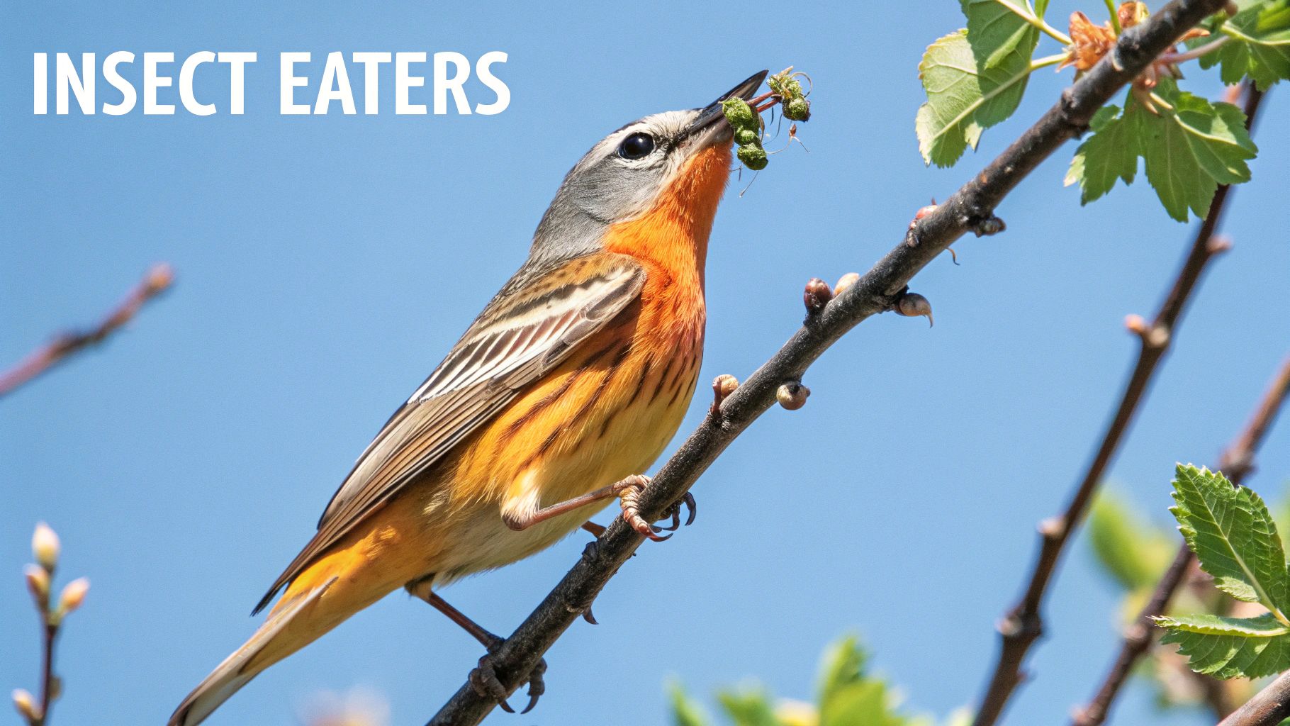 A warbler holding an insect in its beak.