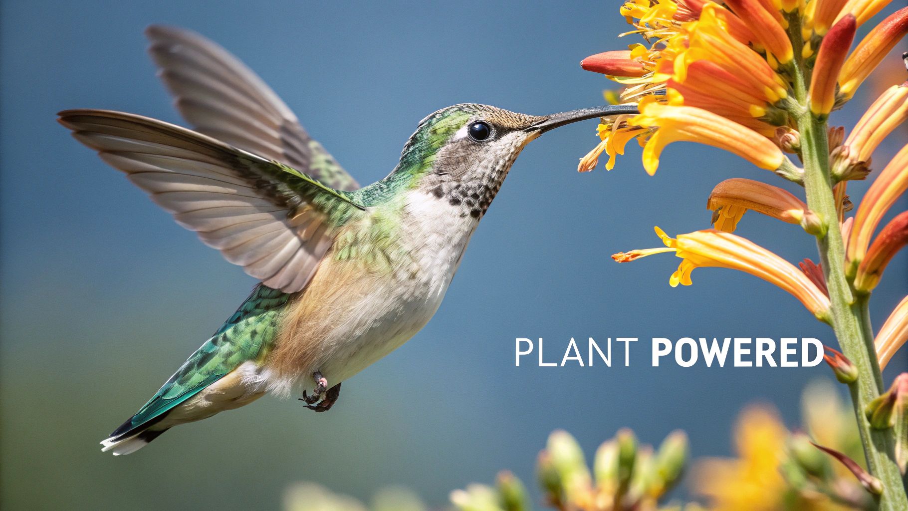 A hummingbird sips nectar from a vibrant flower.