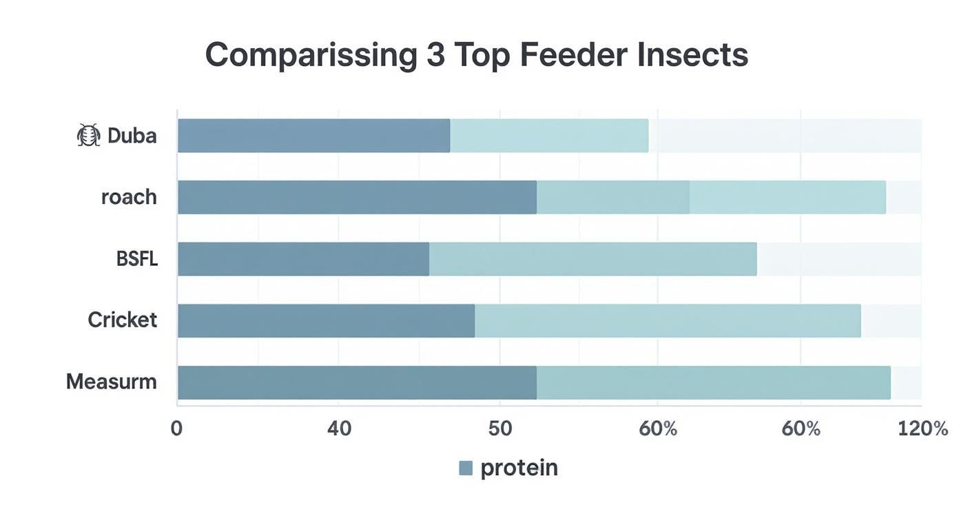 Horizontal bar chart comparing protein content in five common feeder insects: Duba, Roach, BSFL, Cricket, and Measurm.