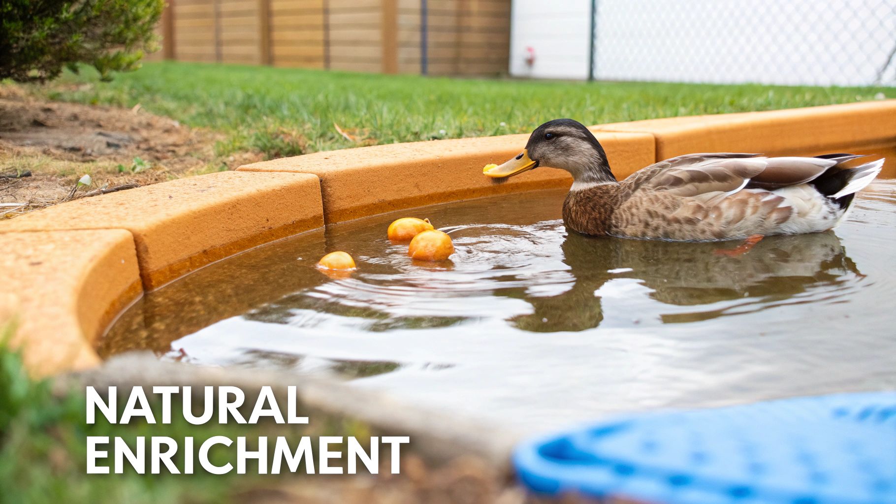 A domestic duck swims in a curved, shallow pond with floating orange enrichment toys.