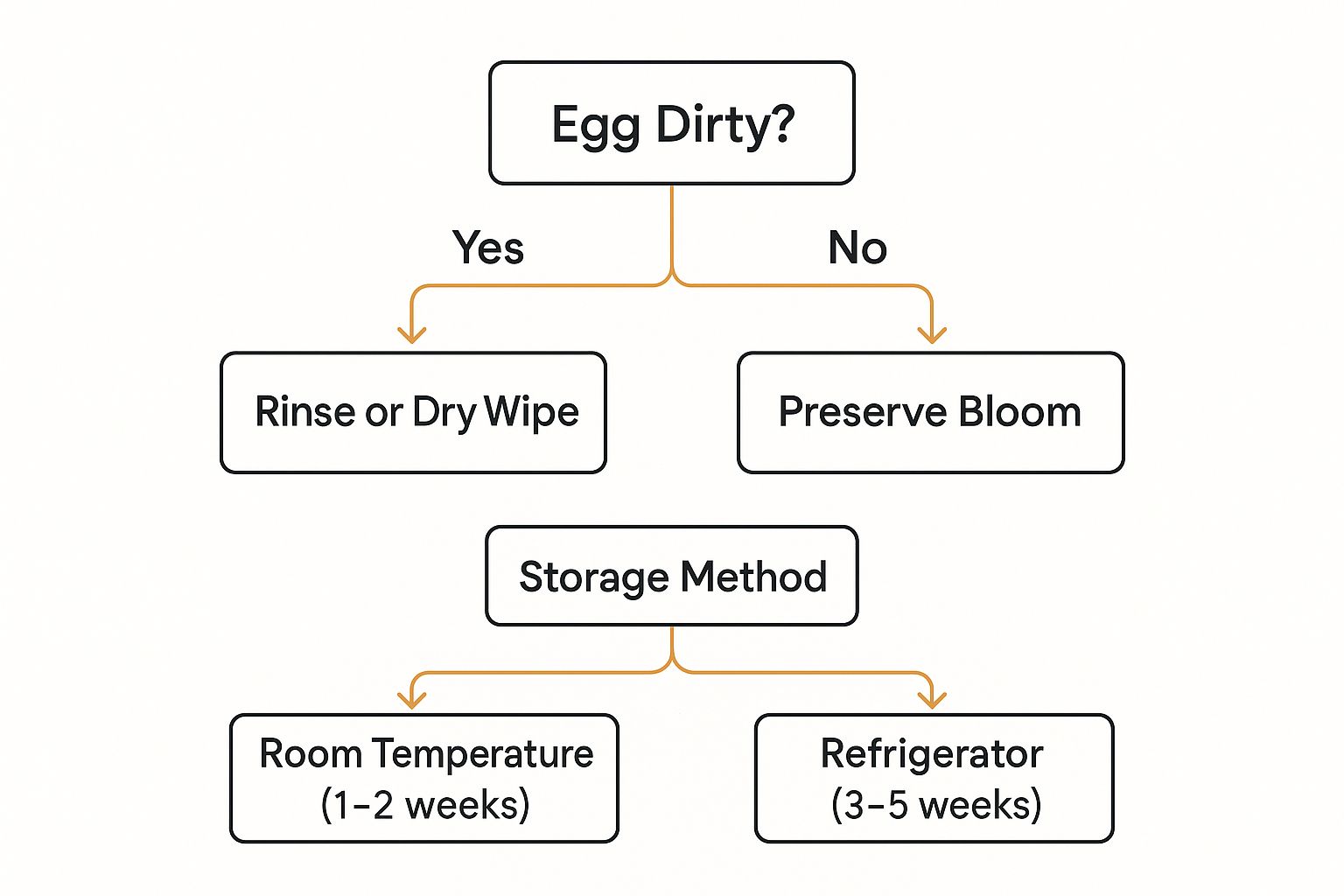 Infographic about chicken coop egg collection