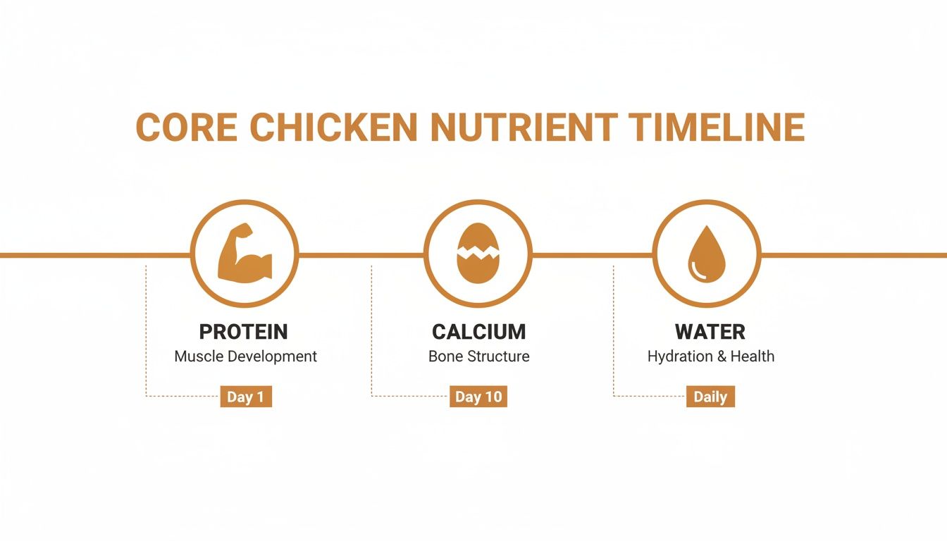 A clear timeline infographic showing core chicken nutrients: Protein (Day 1), Calcium (Day 10), and Water (Daily).