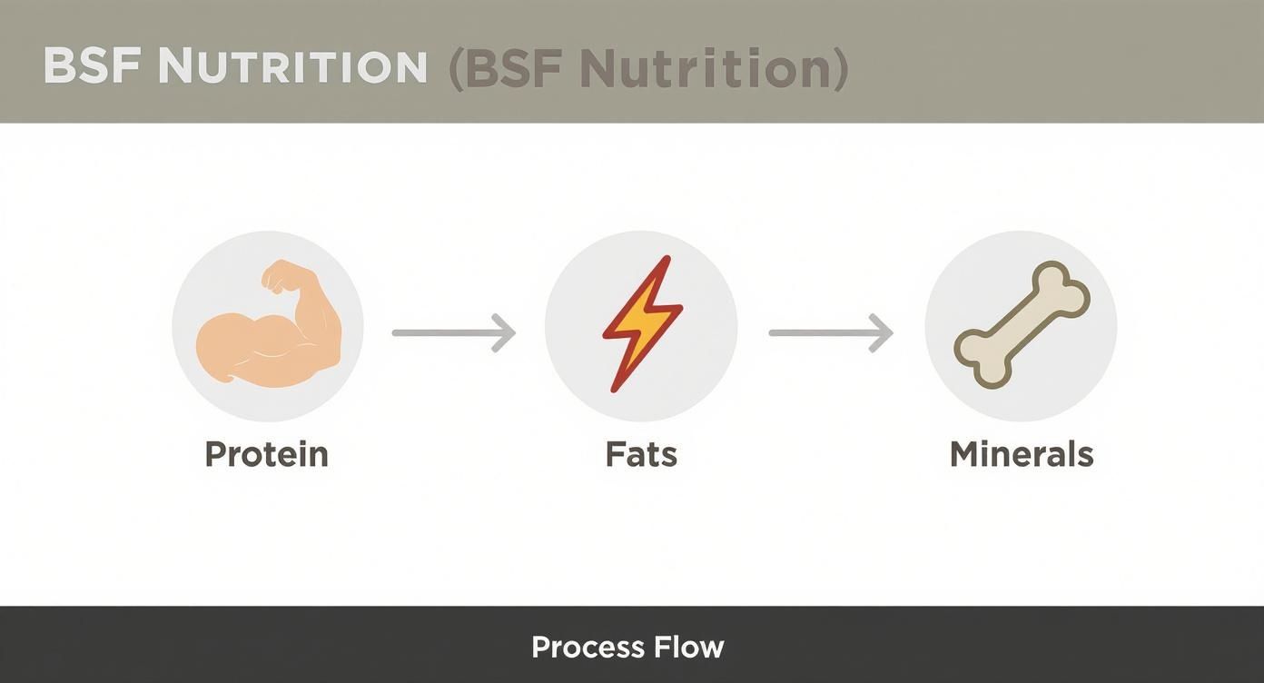 Infographic about black soldier fly larvae for animal feed