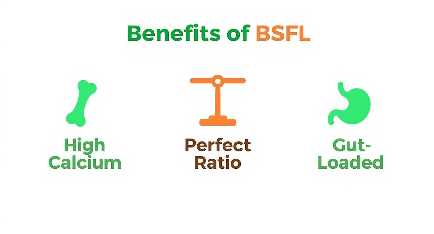 Infographic about black soldier fly larvae for bearded dragons
