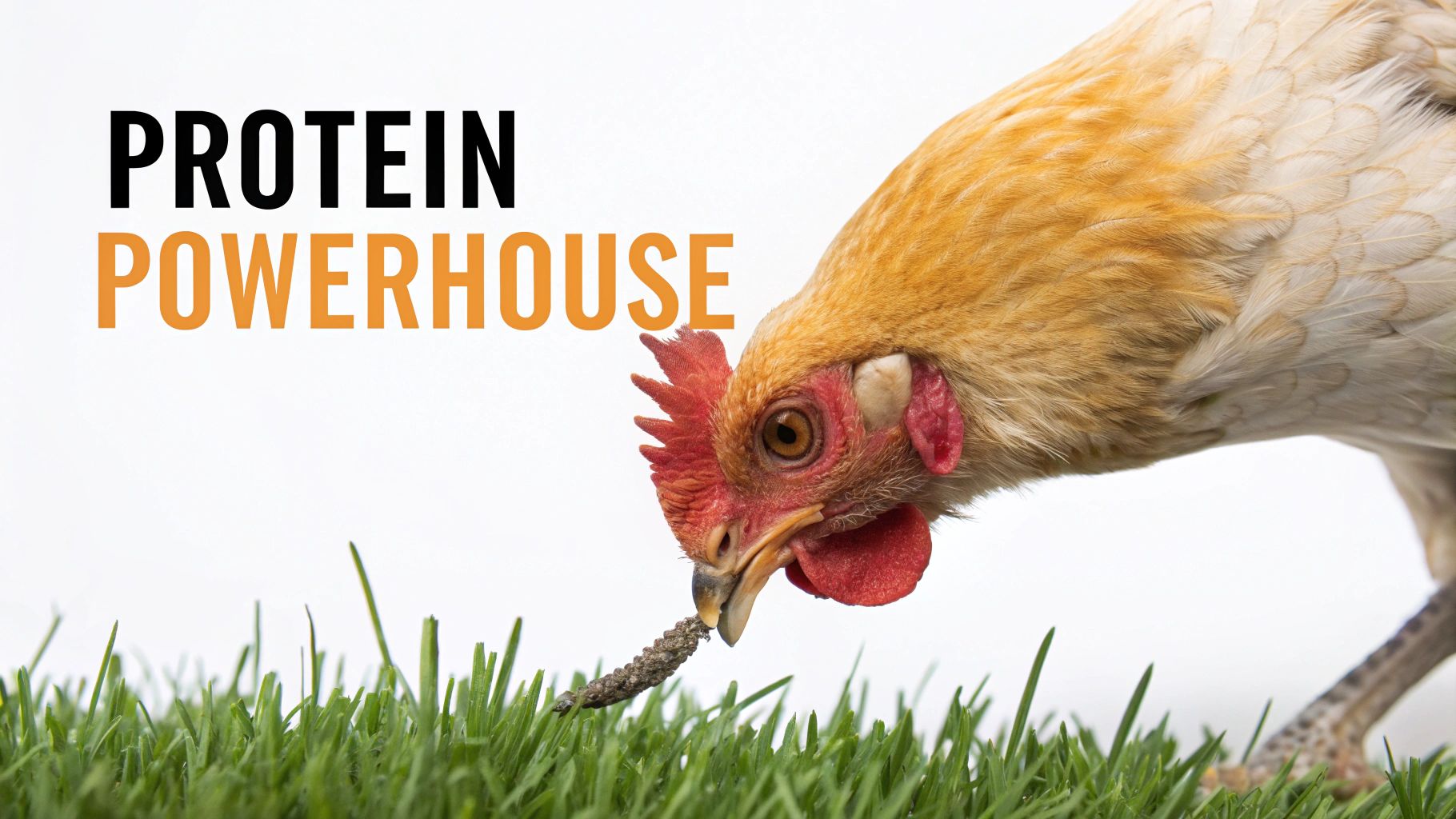 A chicken pecking at a piece of food on vibrant green grass, with the text 'PROTEIN POWERHOUSE'.