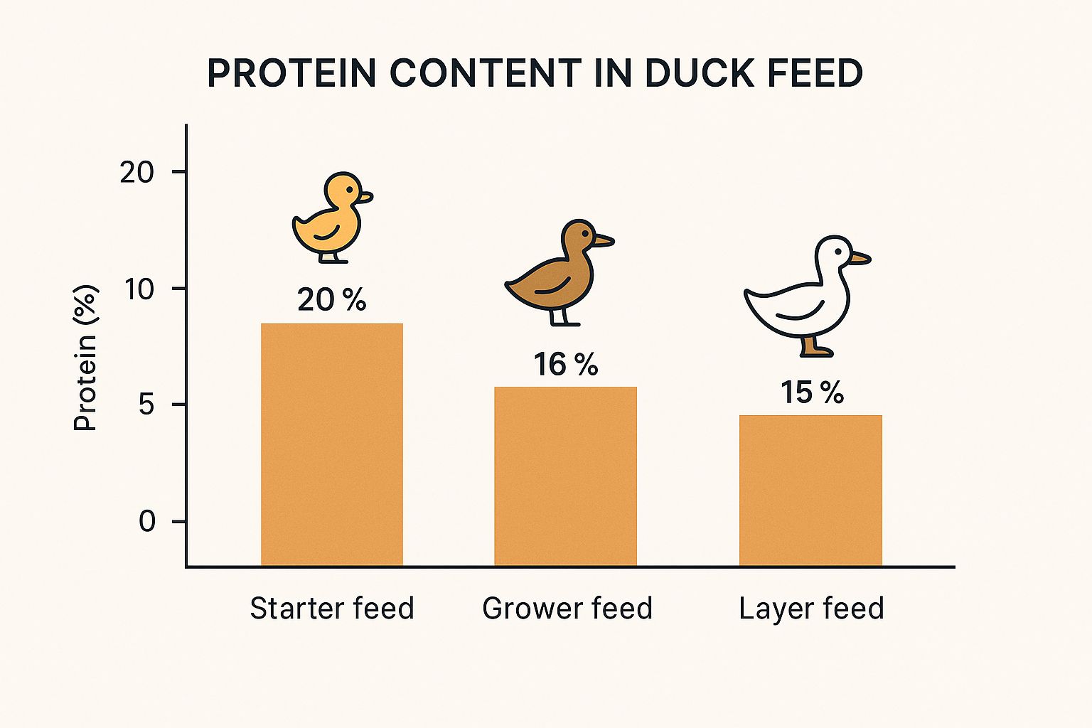 Infographic about duck feeding guide