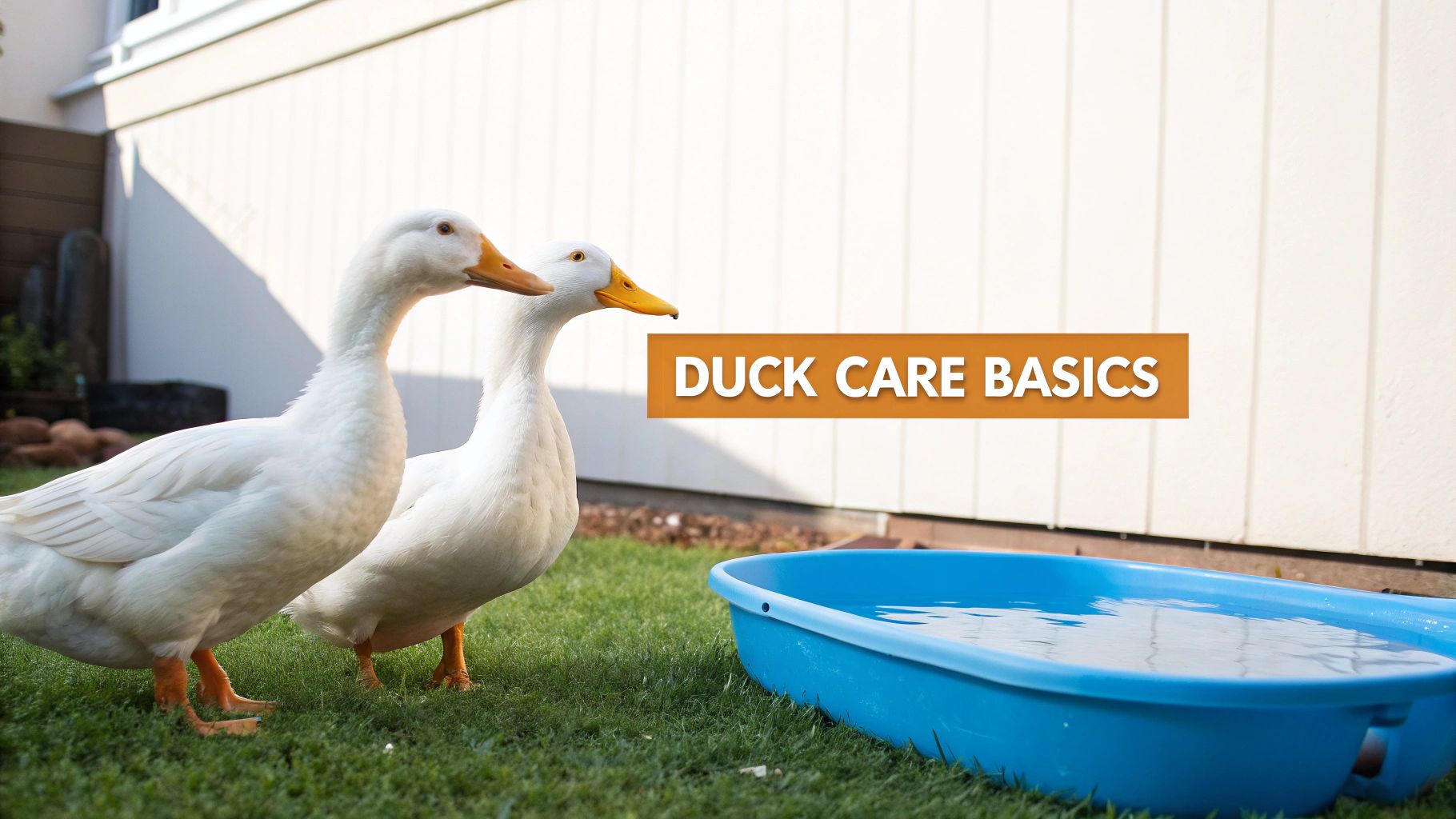 Two white ducks on green grass next to a blue water tub, with 'Duck Care Basics' text.