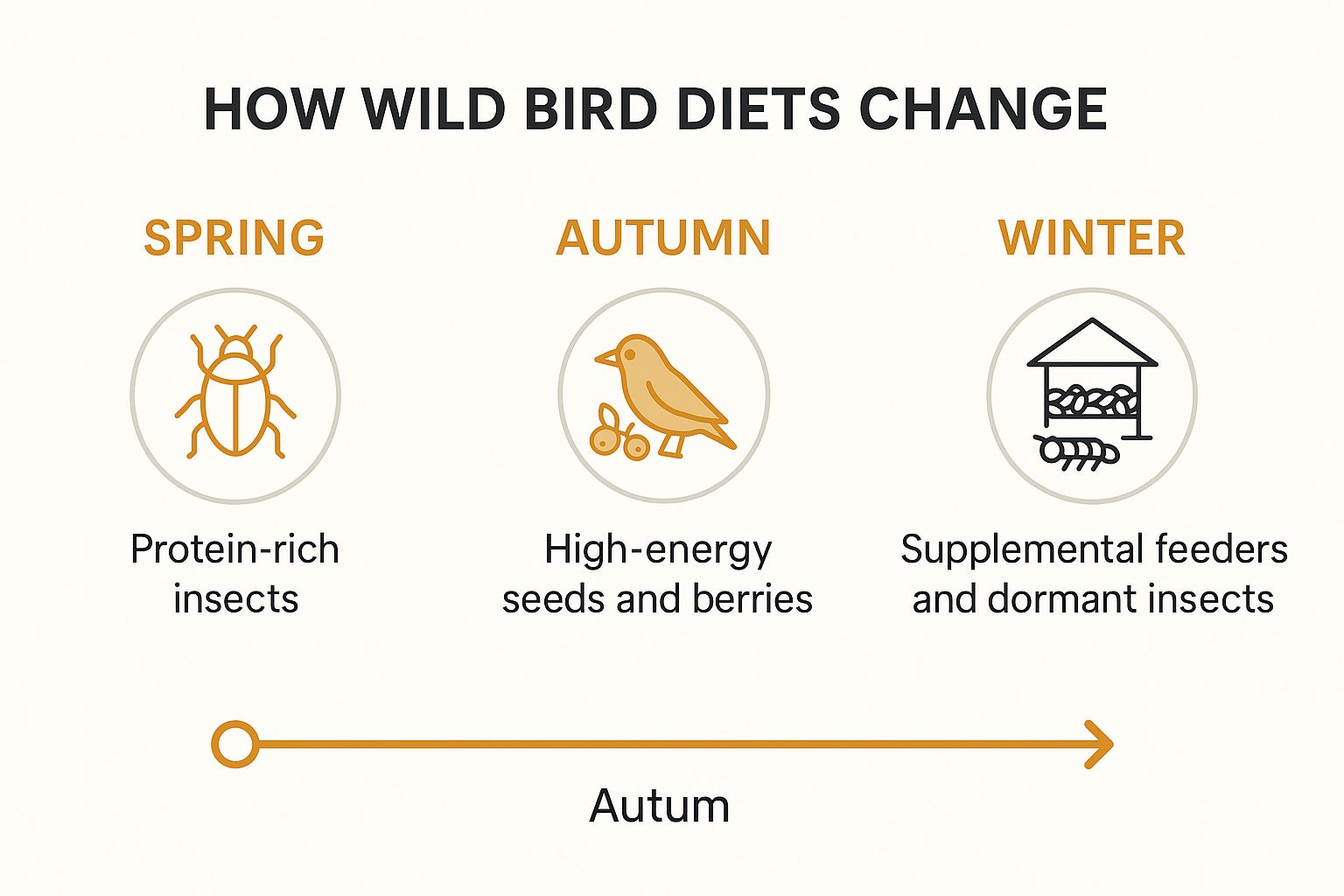 Infographic about what do wild birds eat