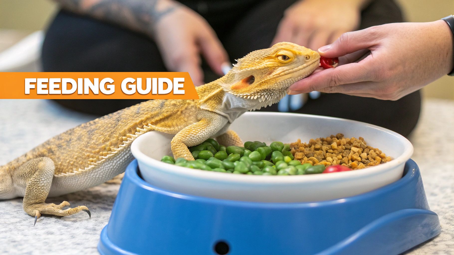 A bearded dragon eating black soldier fly larvae from a white bowl