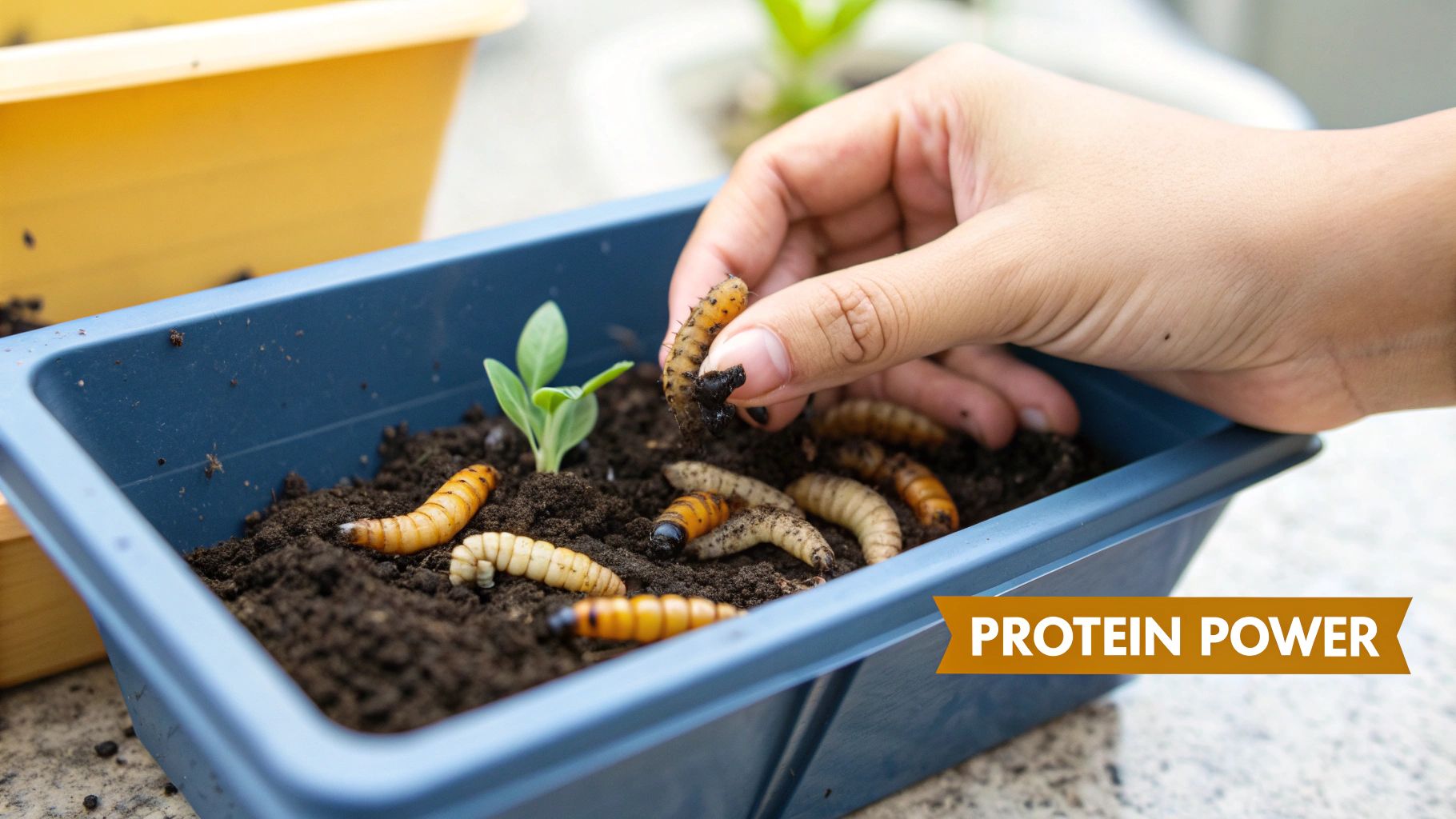 A hand picks up a grub from a planter filled with soil and other larvae, highlighting 'protein power'.