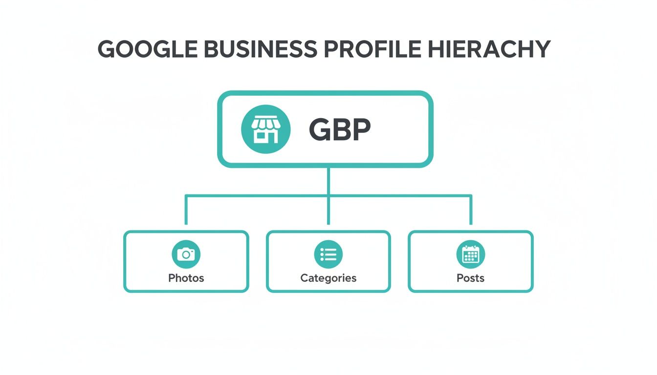 A diagram illustrating the Google Business Profile hierarchy with GBP at the top, leading to Photos, Categories, and Posts.