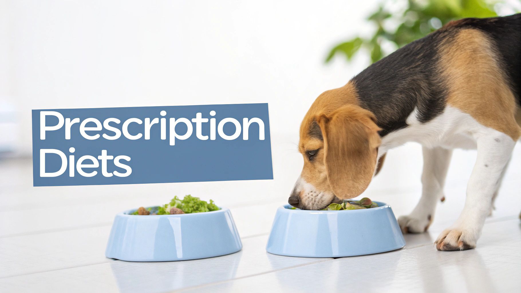 A beagle dog eating from a blue food bowl, with text 'Prescription Diets' on a blue banner.