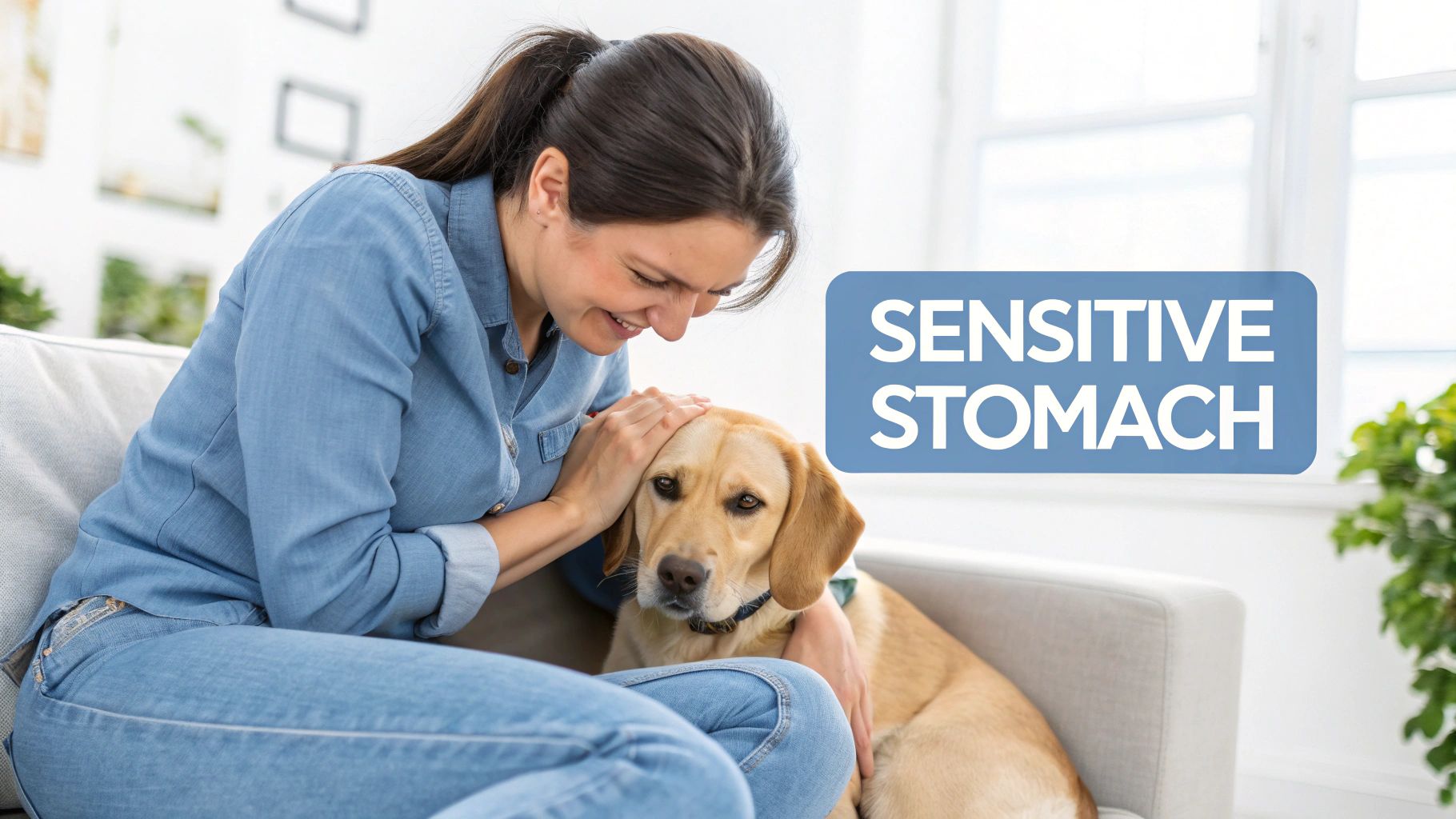 A smiling woman gently pets a golden retriever dog on a sofa, with 'SENSITIVE ST-OMACH' text.