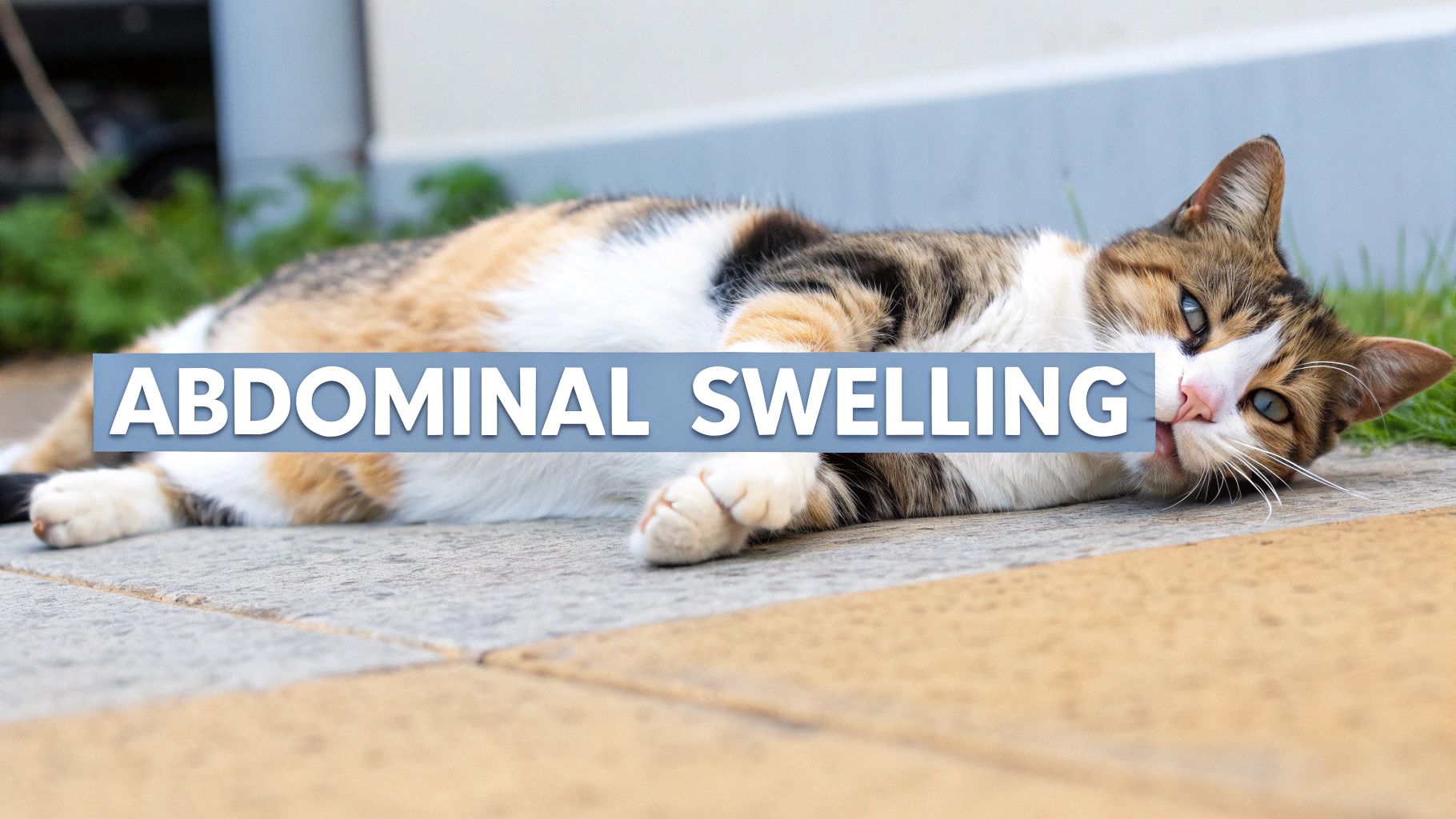 A tabby and white cat lies on a stone patio with the text "ABDOMINAL SWELLING" overlaid.