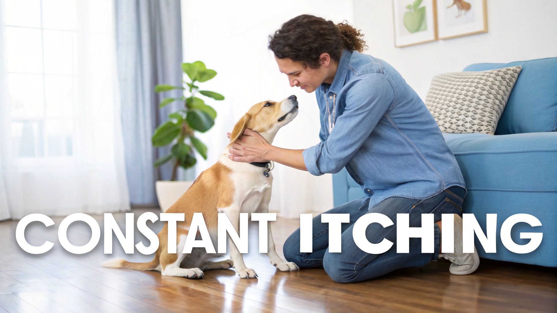 A person gently pets a brown and white dog on a wooden floor, with 'CONSTANT ITCHING' text.